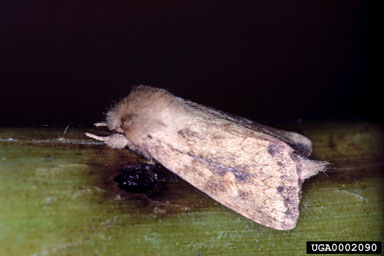 Figure 20. Bellura densa adult. (Photo courtesy of W.C. Durden, USDA, ARS.)