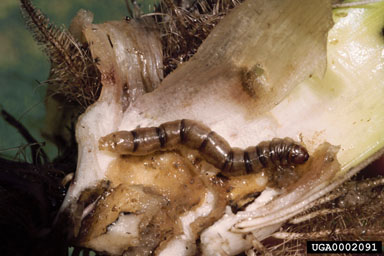 Figure 21. Larva of the moth Bellura densa. (Photo courtesy of S. Neser, PPRI.)