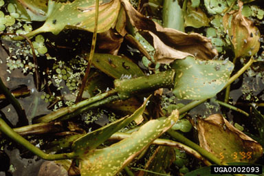 Figure 23. Waterhyacinth extensively damaged by planthopper Taosa inexacta. (Photo courtesy of H.A. Cordo, USDA, ARS.)