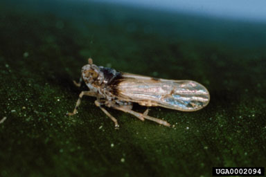 Figure 24. The planthopper Megamelus sp. (Photo courtesy of C.A. Bennett, University of Florida.)