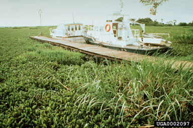 Figure 27A. Neochetina spp. were released at Lake Victoria in Uganda during 1996 and Kenya during 1997. These 'before' and 'after' photographs of waterhyacinth infestations show the effects of biological control. Kisumu Yacht Club, Kenya, 6 June 1999 (Photo courtesy of M.H. Julien).