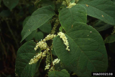 Figure 1. Fallopia japonica. (Photo by L. Seiger.)
