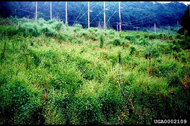 Figure 1. Mile-a-minute weed covering a power line right-of-way. (Photograph by Yun Wu.)