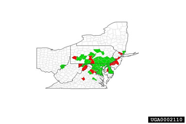 Figure 2. Current distribution of mile-a-minute weed by county in the eastern United States (red - before 1995, [Mountain, 1995]; green - after 1995). (Data prepared by Yun Wu; map by Gino Luzander.)