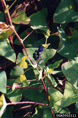 Figure 3. Mile-a-minute weed, Polygonum perfoliatum L. (Photograph by Yun Wu.)