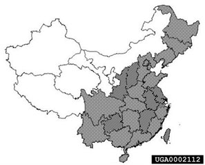 Figure 4. The distribution of mile-a-minute weed and natural enemy survey areas by province in China (brown-surveyed areas; gray-areas with weed, not yet surveyed). (Map by Ding Jian-qing.)