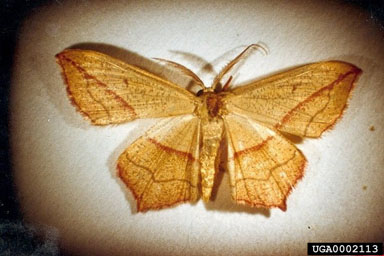 Figure 5. Timandra griseata moth. (Photograph by Ding Jian-qing.)
