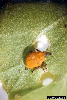 Figure 6. Homorosoma chinensis adult. (Photograph by Ding Jian-qing.)