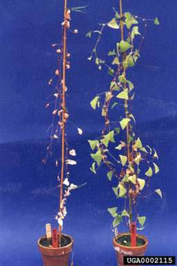 Figure 7. Toothpick insertion test for pathogenicity of a fungal isolate on mile-a-minute weed plants and a control. (Photograph by Yun Wu.)