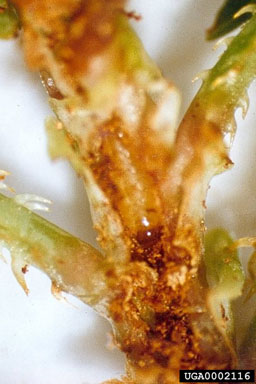 Figure 8. Homorosoma chinensis larva and its damage on a stem of mile-a-minute weed. (Photograph by Ding Jian-qing.)