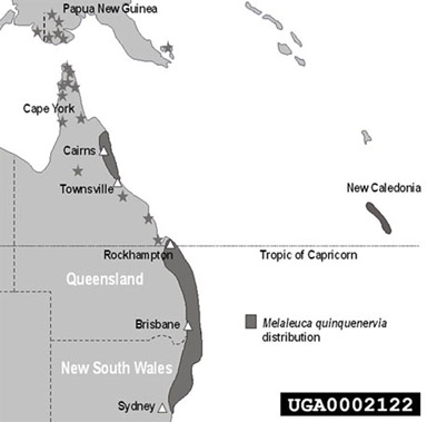Figure 2.Melaleuca quinquenervia distribution in Australia and neighboring islands. Solid black colors adn stars represent continuous and relatively isolated M. quinquenervia forests, respectively. (Map by D. Johnston.)