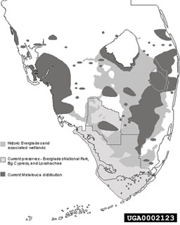 Figure 3.Melaleuca quinquenervia distribution in Florida. Note stand concentrations along east and west cost of central and south Florida and scattered stands in between. (Map by D. Johnston.)