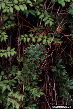 Figure 1.Lygodium microphyllum showing sterile leaflets with entire margins and fertile leaflets with sporangia-bearing teeth. (Photo by R.W. Pemberton.)