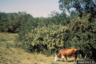 Figure 2. Turkey berry, Solanum torvum Swartz, growing next to a pasture in south Florida, United States.  The light green turkey berry dwarfs the cow in the foreground.  (Photograph courtesy of Mike Bodle.)