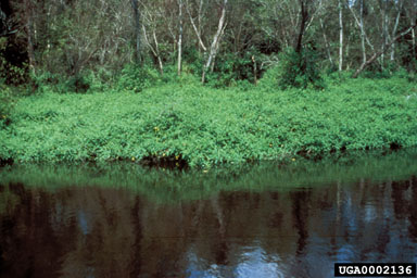 Figure 3. Infestation of wetland nightshade, Solanum tampicense Dunal, along riverbank in southwest Florida, United States. (Photograph courtesy Alison Fox.)