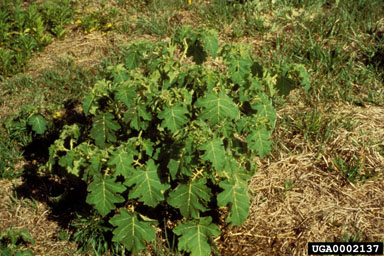 Figure 6a. Tropical soda apple, Solanum viarum Dunal-juvenile plant. (Photograph courtesy of Jeff Mullahey.)