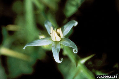 Figure 6b. Tropical soda apple, Solanum viarum, Dunal-typical flower. (Photograph courtesy of Jeff Mullahey.)