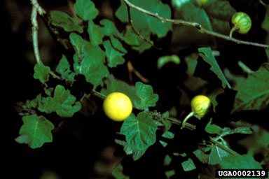 Figure 6c. Tropical soda apple, Solanum viarum Dunal-mature fruits. (Photograph courtesy of Jeff Mullahey.)