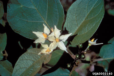 Figure 7b. Turkey berry, Solanum torvum Swartz-flowers and unripe fruits. (Photograph courtesy of Nancy Coile.)