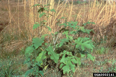 Figure 7a. Turkey berry, Solanum torvum Swartz-juvenile plant. (Photograph courtesy of Nancy Coile.)