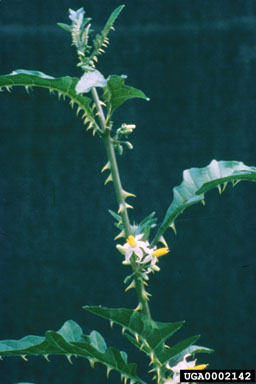 Figure 8a. Wetland nightshade, Solanum tampicense Dunal-stem and leaves with recurved prickles. (Photograph courtesy of Alison Fox.)
