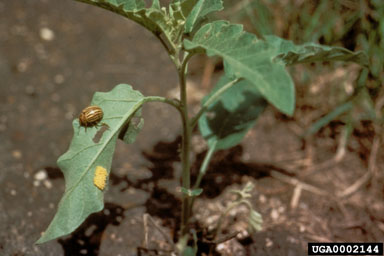 Figure 9. Adult and egg mass of Leptinotarsa texana (Schaeffer) on silverleaf nightshade, Solanum elaegnifolium Cavanaugh. (Photograph courtesy of Gary Bernon.)
