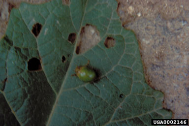 Figure 11a. Gratiana boliviana (Spaeth) shown with feeding damage on leaves of tropical soda apple, Solanum viarum Dunal-adult. (Photograph courtesy of Julio Medal.)