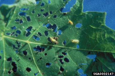 Figure 11b. Gratiana boliviana (Spaeth) shown with feeding damage on leaves of tropical soda apple, Solanum viarum Dunal-larvae. (Photograph courtesy of Julio Medal.)