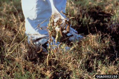 Figure 13b. Wilted tropical soda apple plant exhibiting disease symptoms.(Photograph courtesy of R. Charudattan.)