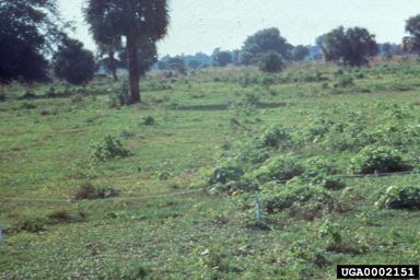 Figure 13c. Field plots in Immokalee, Florida, United States, showing control of tropical soda apple two months post-treatment in 1998.  The bacterial pathogen R. Solanacearum was applied using the Burch Wet Blade Mower to plots visible on left side that were previously infested with tropical soda apple. (Photograph courtesy of R. Charudattan.)