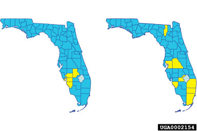 Figure 5. (a) Distribution of wetland nightshade, Solanum tampicense Dunal, (Left-hand map) and (b) distribution of turkey berry, Solanum torvum Swartz, (rigth-hand map)in Florida, United States. Infested counties indicated in yellow. (Data from Wunderlin et al., 1998.)