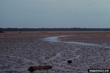 Figure 2. Heavy infestation of hydrilla at Rodman Reservoir (August 2, 1978). The rapid underwater growth 'pushes' a portion of the mat above the water, giving the reservoir a field-like appearance.