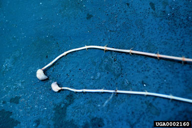 Figure 3.Subsoil turions (tubers) at the end of horizontal stolons. These asexual reproductive structures are resistant to herbicides, and allow for rapid recolonization of a treated site by hydrilla.