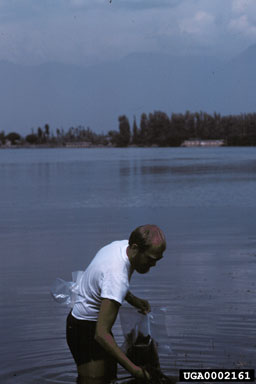 Figure 4.Joe Balciunas surveying for hydrilla agents at Lake Dal, Kashmir, India (August 1983). Of the four agents approved for release, two were shipped from India.