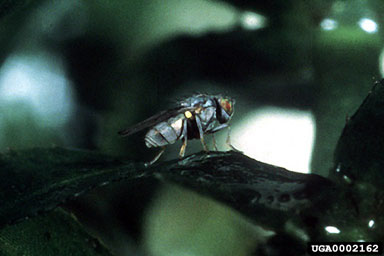 Figure 5. Adult female Hydrellia pakistanae on hydrilla leaf (photograph courtesy of USDA, ARS).
