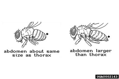 Figure 6. Diagram of relative sizes of the abdomen in both the native Hydrellia spp. (right) and the introduced species (left).