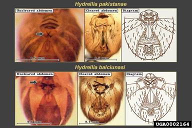 Figure 7.Ventral views of the abdomens' of both H. pakistanae and H. balciunasi showing the morphology of the external male genitalia. Note the cruciate or crossed macrochaetae in both species, a configuration that is not found in native Hydrellia species. The primary difference between the two introduced species is the size and shape of the macrochaetae. In H. pakistanae, the macrochaetae are smaller and needle-like in comparison to H. balciunasi where the macrochaetae are larger and spoon-shaped at the ends. (Photographs courtesy of ERDC 2001a, b.)