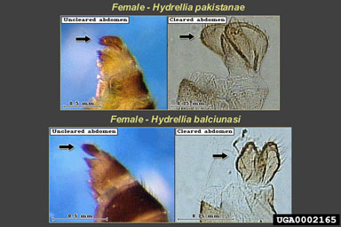 Figure 8.The cerci, located at the posterior end of the abdomen, are used to identify female Hydrellia. In H. pakistanae, the cerci are distinctly L-shaped in contrast to H. balciunasi, where the cerci are roughly triangular. (Photographs courtesy of ERDC 2001a, b.)
