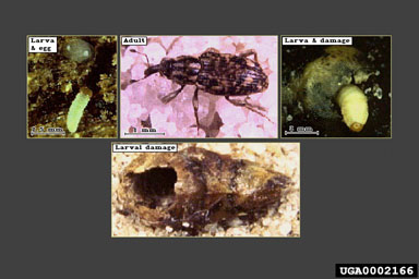 Figure 9. The life stages and feeding damage of Bagous affinis. (Photographs courtesy of ERDC 2001a and b USDA, ARS.)
