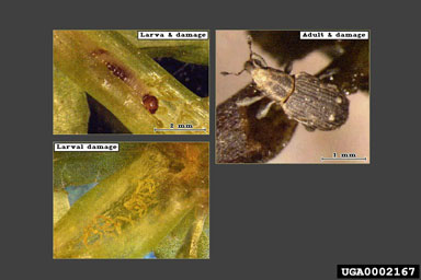 Figure 10.Bagous hydrillae adult and larvae, and associated larval damage. (Photographs courtesy of ERDC 2001a and b and USDA, ARS.)