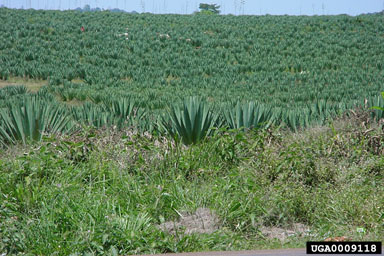 bogenhanf friends Bogenhanf 'Friends' - Sansevieria kirkii friends main image 1