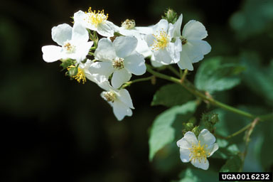 multiflora rose