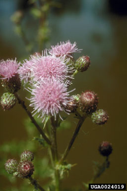 Canada thistle