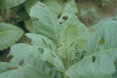 mule tobacco barn Presenting the past: Significance of the Tobacco Barn