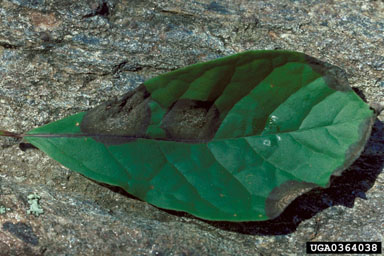 anthracnose (Colletotrichum acutatum J. H. Simmonds)