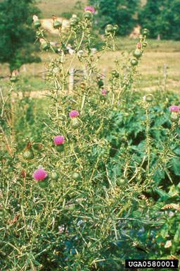 Figure 1. Bull thistle stand. (Photograph by L.-T. Kok.)
