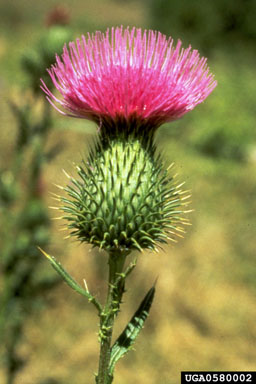 Figure 2. Bull thistle bloom, close up. (Photograph by L.-T. Kok.)
