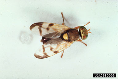 Figure 3. Urophora stylata adult. (Photograph by Peter Harris.)