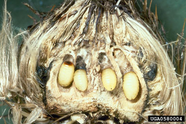 Figure 4. Urophora stylata larva. (Photograph by Peter Harris.)