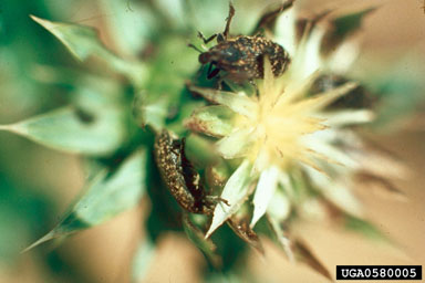 Figure 1. Rhinocyllus conicus adult and eggs on thistle head. (Photograph by L.-T. Kok.)